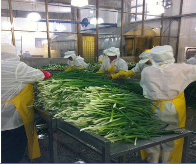 脫水蔬菜、脫水蔥片、調(diào)味包、餅干專用、烘焙料,廠家直銷